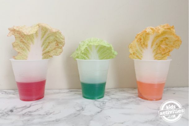 Leftovers of dye liquid in cups and lettuce in each cup to watch the planet drink water